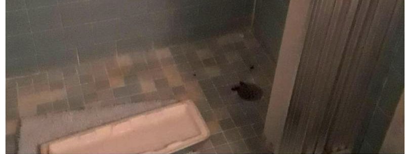A tiled shower floor dingy with buildup before cleaning